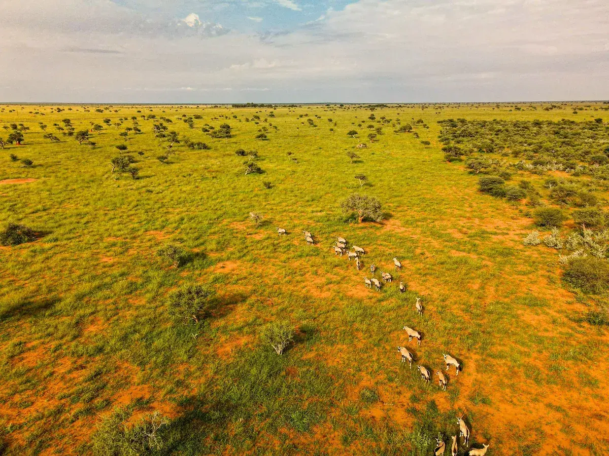 Kalahari landscape