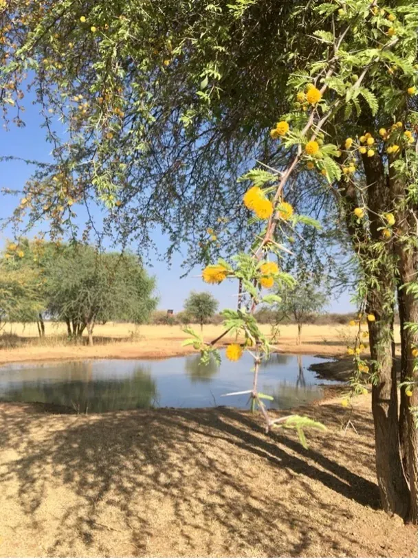 Waterhole hide