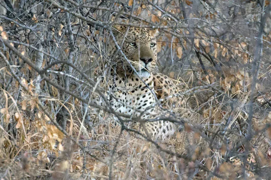 Leopard