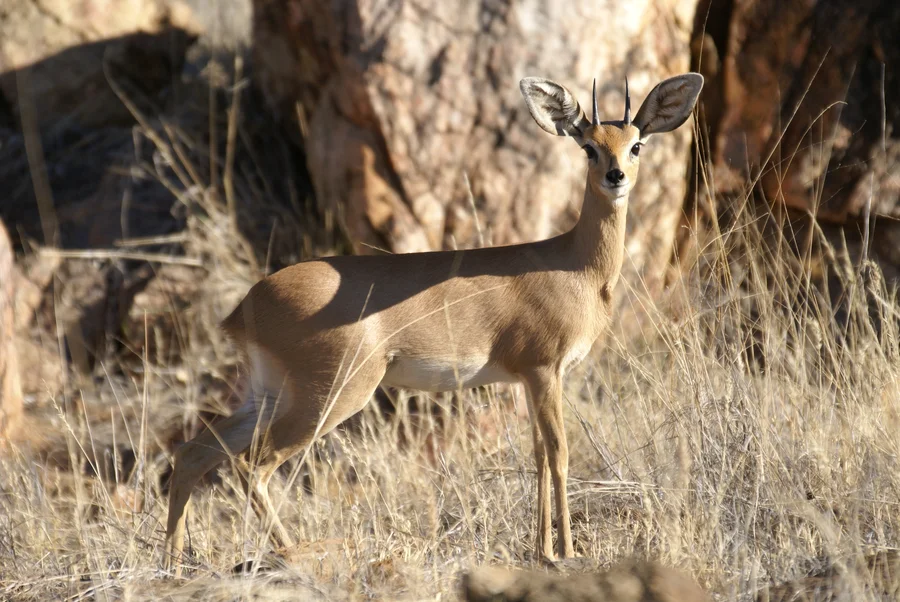 Steenbok