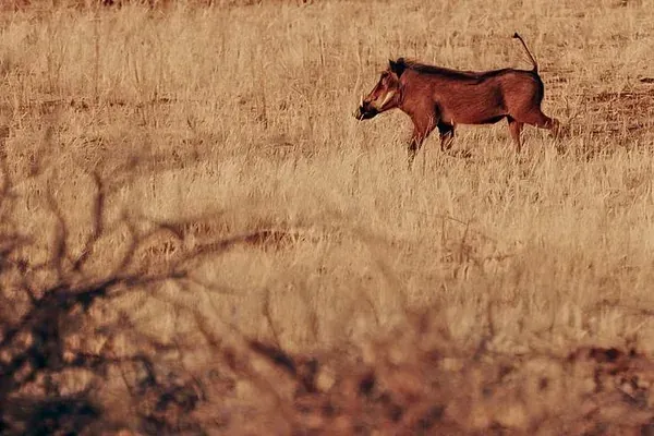 Warthog